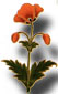 flower.jpg (8563 bytes)